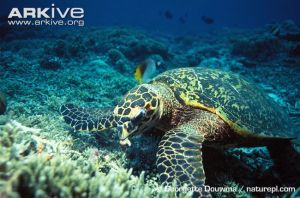 Hawksbill Turtle Estimated Population: Unknown Main Threat(s): Illegal Wildlife Trade, Fisheries Bycatch 