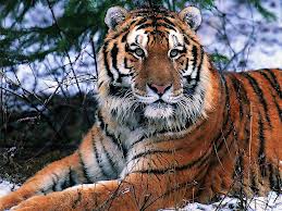 South China Tiger Estimated Population: Believed to be Extinct in The Wild Main Threat(s): Hunting, Habitat Loss
