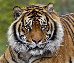 Sumatran Tiger Estimated Population: less than 400 Main Threat(s): Habitat Loss, Illegal Wildlife Trade, Human-Wildlife Conflict