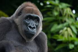 Cross River Gorilla Estimated Population: 200-300 Main Threat(s): Hunting, Inbreeding