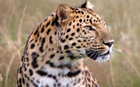 Amur Leopard Estimated Population: Around 30 Main Threat(s): Illegal Wildlife Trade