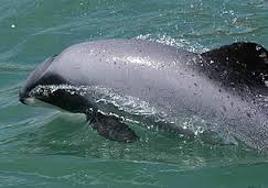 Vaquita Estimated Population: less than 200 Main Threat(s): Bycatch 