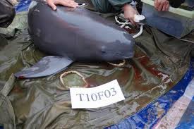 Yangtze Finless Porpoise Estimated Population: 1,000-1,800 Main Threat(s): Lack of Food Supply