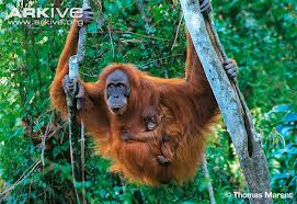 Sumatran Orangutan Estimated Population: Around 7,300 Main Threat(s): Hunting, Habitat Loss