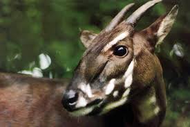 Saola Estimated Population: Unknown Main Threat(s): Hunting, Habitat Loss 