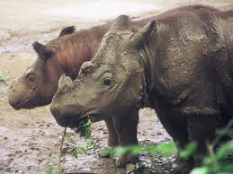 Sumatran Rhino Estimated Population: Unknown Main Threat(s): Habitat Loss, Illegal Wildlife Trade, Genetic Loss Main Threat(s): Illegal Wildlife Trade