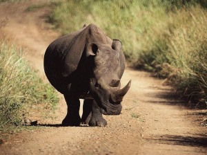 Javan Rhino Estimated Population: Around 35 Main Threat(s): Illegal Wildlife Trade, Reduced Genetic Diversity