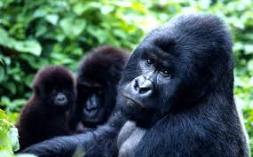 Mountain Gorilla Estimated Population: 880 Main Threat(s): War, Habitat Loss, Disease, Charcoal Making, Poaching