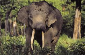 Sumatran Elephant Estimated Population: 2,400-2,800 Main Threat(s): Poaching, Deforestation, Human-Elephant Conflict