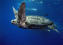 Leatherback Turtle Estimated Population: Unknown Main Threat(s): Overharvesting, Illegal Trade, Fisheries Bycatch, Habitat Loss