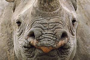 Black Rhino Estimated Population: 4,848 Main Threat(s): Illegal Wildlife Trade, Habitat Loss